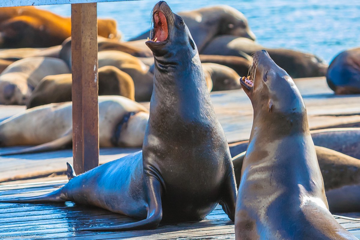 sea lions pier 39