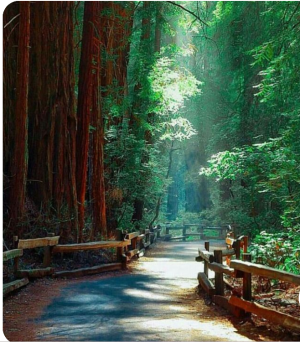 Muir Woods Muir Woods
